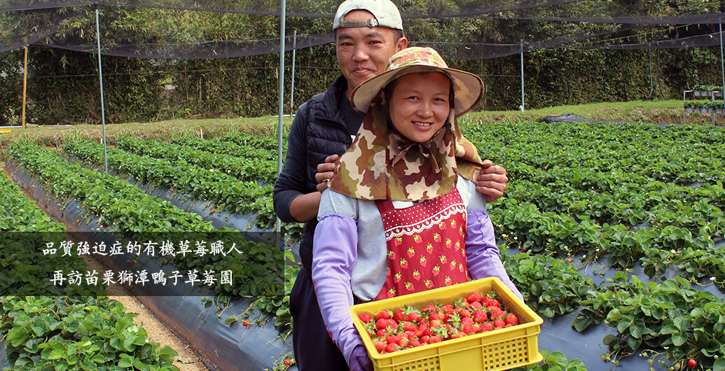 【有機草莓職人尋訪記】自我品質要求超高，鴨子有機草莓園
