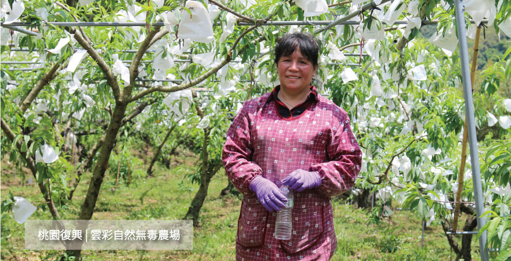 【雲彩自然無毒農場】為五月桃披上白紗嫁出的母親