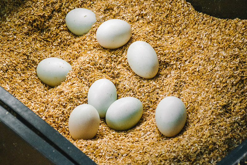 無毒農 鴨蛋 益生菌 生鮮鴨蛋 鹹蛋 皮蛋 不用藥 動物福利 放牧 蛋鴨 鴨 蛋黃