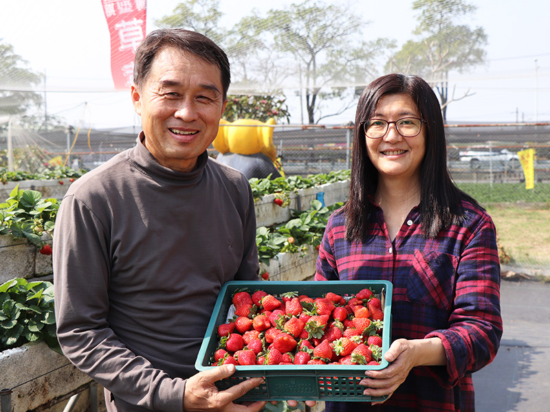 返鄉青農接手父母長年經營的草莓園
